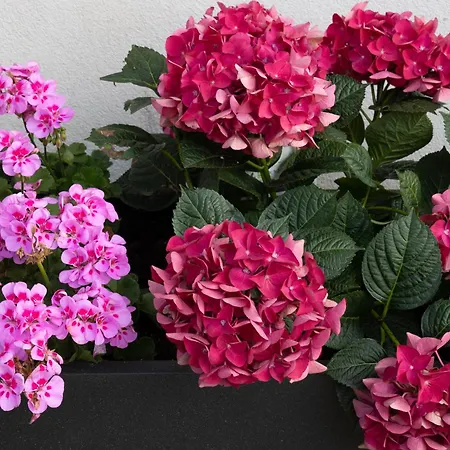بيت ضيافة Rebstock 3*